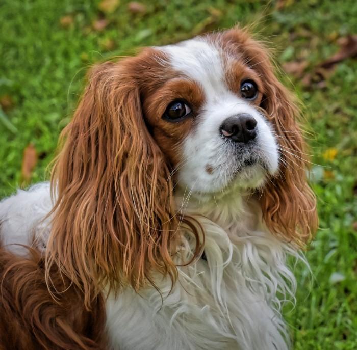 狗一胎孕育期，深入了解犬类繁殖的秘密