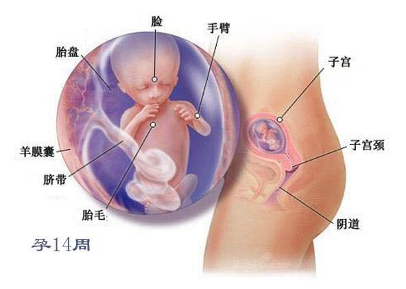 胎儿成长过程中的位置变化，几个月开始往上腹走