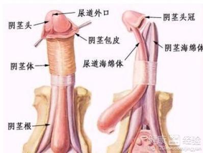 一个月没勃起，探索男性性功能障碍的深层原因与解决方法