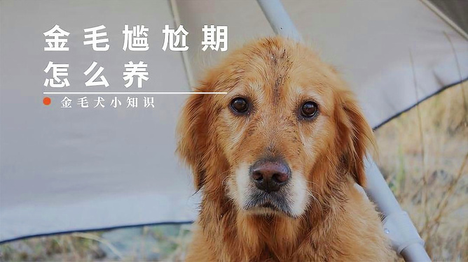 金毛犬的尴尬期，深入了解与应对方法