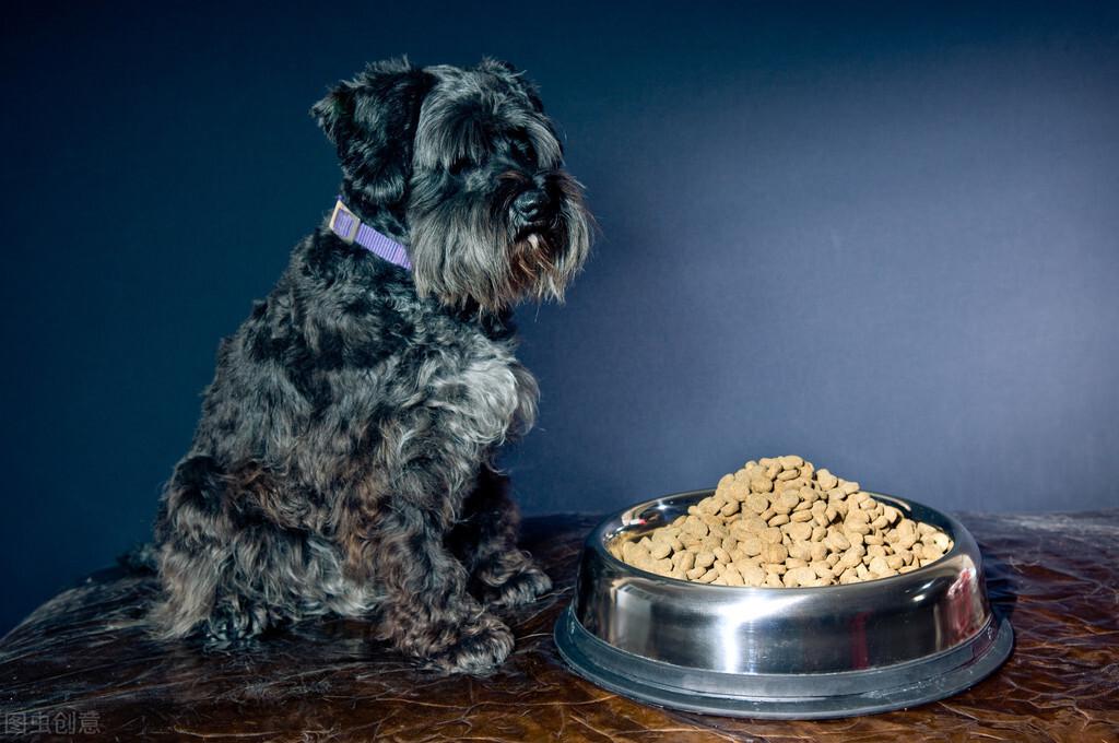 三个月大的比熊犬饮食指南，了解比熊需要多少狗粮